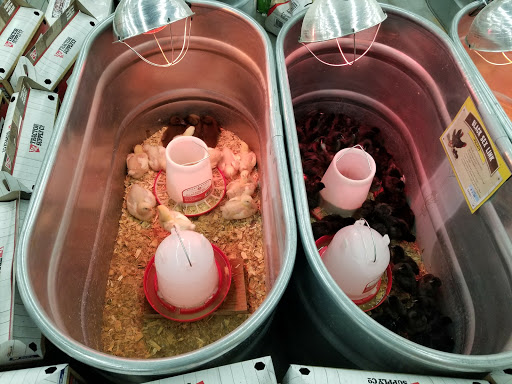 Home Improvement Store «Tractor Supply Co.», reviews and photos, 134 Bridge St, Pelham, NH 03076, USA