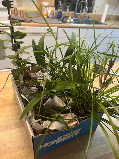 Florist «Little Brook Orchids», reviews and photos, 25 Rider Ave, Lancaster, PA 17603, USA