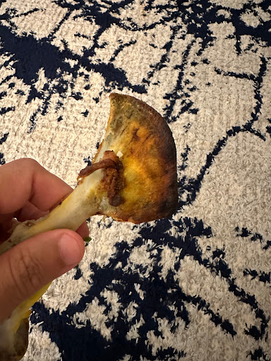 مطاعم الجنوب العربية 