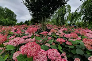 유구색동 수국 정원 꽃축제 image