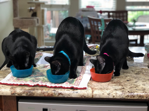 Pet Supply Store «Pet Supplies Plus», reviews and photos, 4100 Legacy Dr Suite 402, Plano, TX 75024, USA