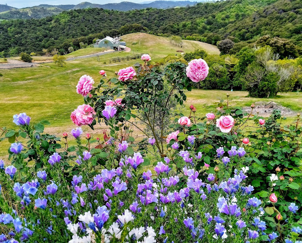 Reviews of Waiheke flowers in Waiheke Island - Florist