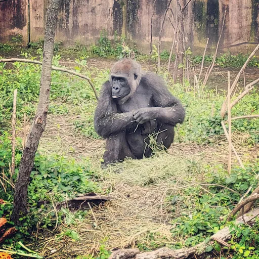 Zoo «Little Rock Zoo», reviews and photos, 1 Zoo Dr, Little Rock, AR 72205, USA