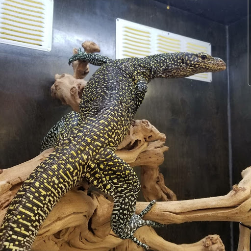 Reptile Store «Paramount Pet Entertainment - Reptile Parties & more!», reviews and photos, 8055 Rosecrans Ave #107, Paramount, CA 90723, USA
