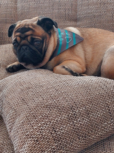 Tierarztpraxis Zwenkau * Dr. med. vet. Anke Woitzik unter Zwenkau, Sachsen