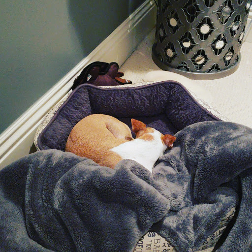 Pet Supply Store «Petco Animal Supplies», reviews and photos, 2910 Wilshire Blvd, Santa Monica, CA 90403, USA