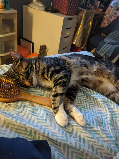 Pet Supply Store «H3 Pet Supply», reviews and photos, 475 Hawley Ln, Stratford, CT 06614, USA