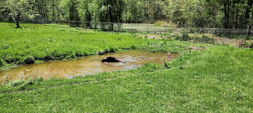 Zoo «Lupa Zoo», reviews and photos, 62 Nash Hill Rd, Ludlow, MA 01056, USA