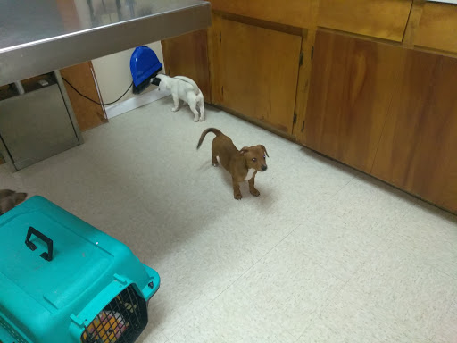 Animal Hospital «Animal Medical Corpus Christi», reviews and photos, 6822 Everhart Rd, Corpus Christi, TX 78413, USA