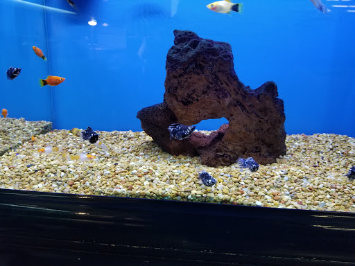 Pet Supply Store «Petco Animal Supplies», reviews and photos, 317 E Trenton Rd, Edinburg, TX 78539, USA