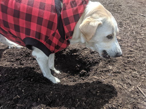 Park «Lake of the Isles Dog Park», reviews and photos, 2845 W Lake of the Isles Pkwy, Minneapolis, MN 55405, USA