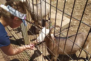Petting zoo image