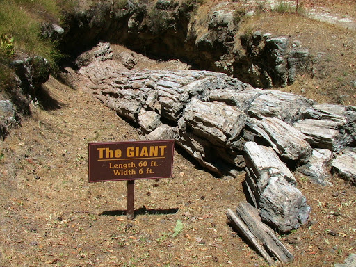 National Forest «Petrified Forest», reviews and photos