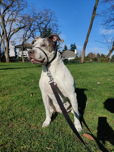 Park «132nd Square Park», reviews and photos, 13159 132nd Ave NE, Kirkland, WA 98034, USA