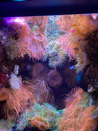 Museum «American Victory Ship», reviews and photos, 705 Channelside Dr, Tampa, FL 33602, USA