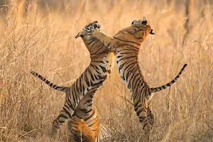 Tiger Jungle Safari | Jungle Safari Tour | Wildlife Package | Safari & Resort Booking image
