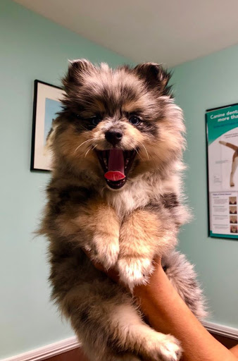 Sacopee Veterinary Clinic