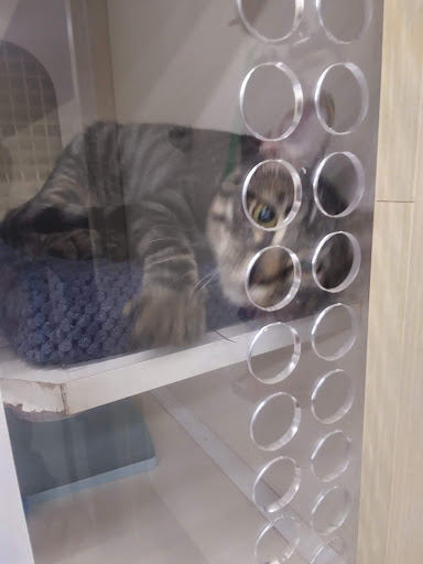 Pet Supply Store «PetSmart», reviews and photos, 2920 Little Rd, Trinity, FL 34655, USA