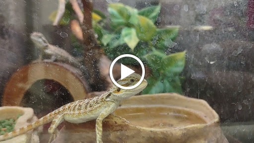 Pet Supply Store «PetSmart», reviews and photos, 1145 W Riverdale Rd, Riverdale, UT 84405, USA