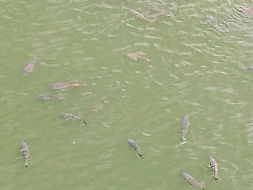 Fishing Area «Kinzua Dam», reviews and photos