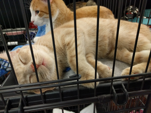 Pet Supply Store «EarthWise Pet Supply», reviews and photos, 7316 Yankee Rd, Liberty Township, OH 45044, USA