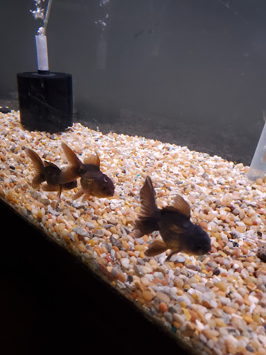 Tropical Fish Store «Golden Fish Aquariums», reviews and photos, 7145 W Colfax Ave, Lakewood, CO 80214, USA
