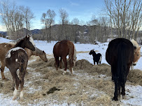 Yellowstone Pet and House Sitting - Photo 9 - Car repair in , Billings