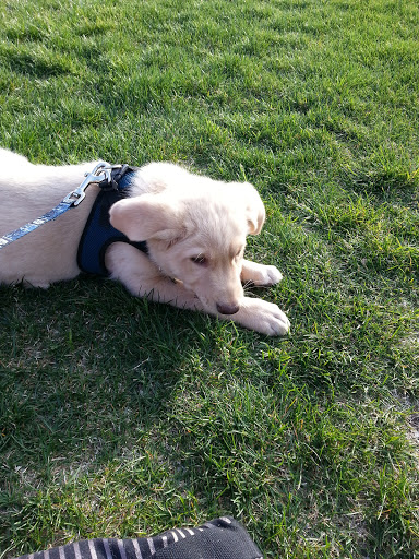 Gym «Wheeling Park District», reviews and photos, 333 W Dundee Rd, Wheeling, IL 60090, USA