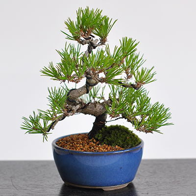 Taishoen Bonsai Nursery