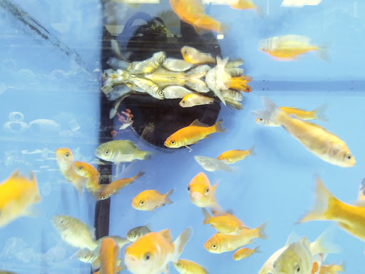 Petco image