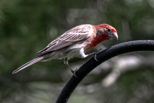 Seed Supplier «Wild Birds Unlimited», reviews and photos, 1192A W Kemper Rd, Cincinnati, OH 45240, USA