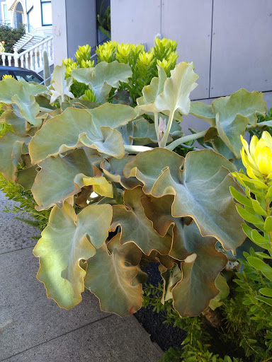 Florist «Flowers of the Valley», reviews and photos, 4077 24th St, San Francisco, CA 94114, USA