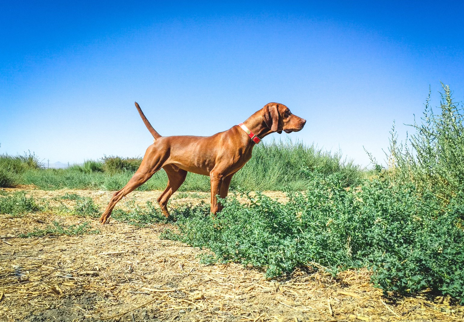 Nelson Kennels Rescue- Volta Farms