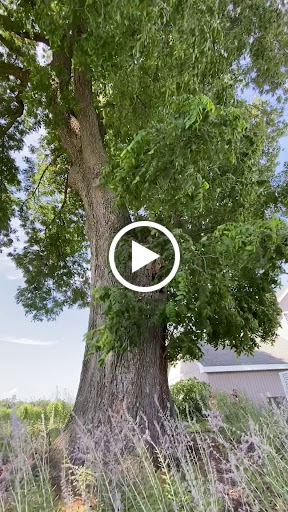 Vineyard «Cascia Vineyards & Winery», reviews and photos, 1200 Thompson Creek Rd, Stevensville, MD 21666, USA