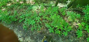 Steyermark Woods Conservation Area - photo 6