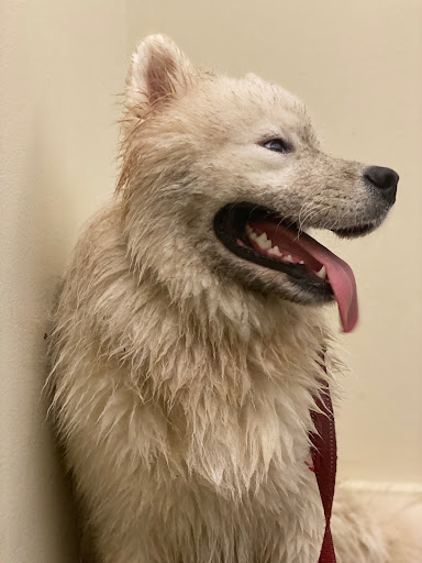 Pet Store «Dogma for Pets LLC», reviews and photos, 3600 Boston St, Baltimore, MD 21224, USA