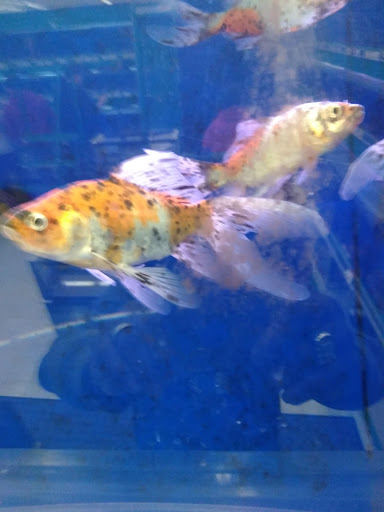 Pet Supply Store «Pet Supplies Plus», reviews and photos, 30450 Lakeshore Blvd, Willowick, OH 44095, USA