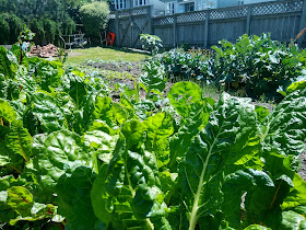 S.E.A. Community Garden, University of Otago
