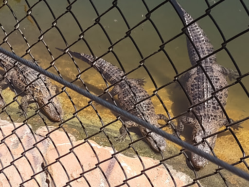 Miniature Golf Course «Golf N Gator», reviews and photos, 6355 N Atlantic Ave, Cape Canaveral, FL 32920, USA