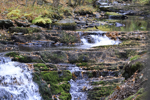 Pet Store «Abrams and Weakley General Store for Animals», reviews and photos, 3963 N 6th St, Harrisburg, PA 17110, USA
