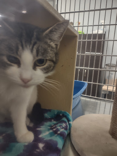 Pet Supply Store «PetSmart», reviews and photos, 67 Consumer Square, Plattsburgh, NY 12901, USA