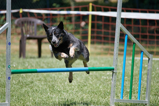 Dog Park «Mt. Airy Dog Park», reviews and photos, 3006 Westwood Northern Blvd, Cincinnati, OH 45211, USA