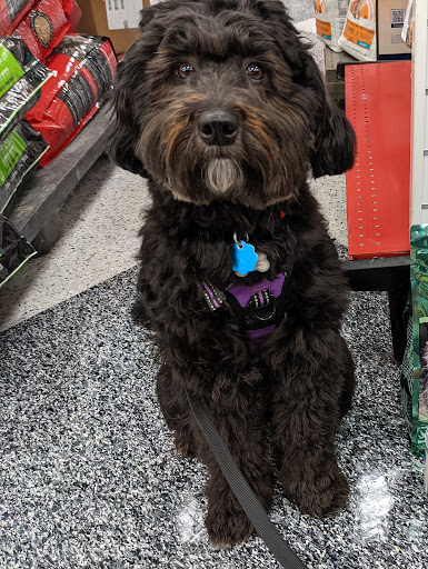 Pet Supply Store «Petco Animal Supplies», reviews and photos, 2365 NW Kings Blvd, Corvallis, OR 97330, USA