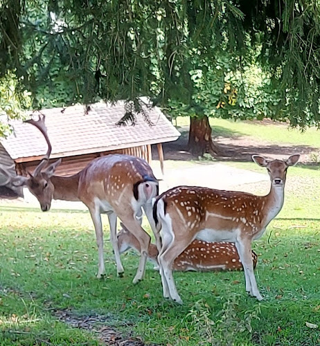 Kommentare und Rezensionen über Hirschpark