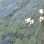 Photo n°2 de l'avis de Annalisa.i fait le 06/06/2021 à 11:44 sur le  Hotel Gardenia al Lago à Gargnano