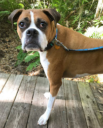 FurBaby Walks, LLC - Photo 3 - Car repair in , Tampa