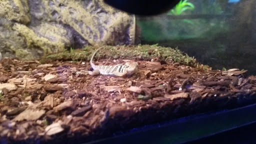 Pet Store «Lebanon Pet & Aquarium Center», reviews and photos, 196 S Main St, West Lebanon, NH 03784, USA