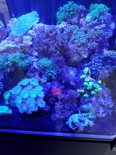 Pet Store «Hooked On Fish And Corals», reviews and photos, 2576 W 84th St, Hialeah, FL 33016, USA