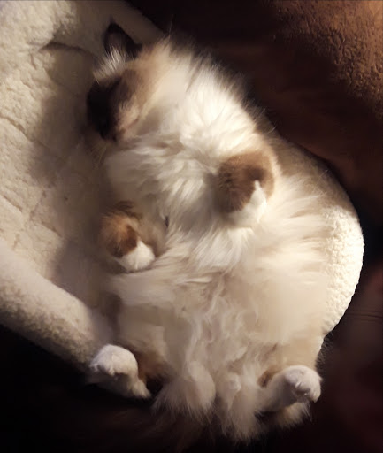 Pet Supply Store «Pet Supplies Plus», reviews and photos, 946 Joliet St, Dyer, IN 46311, USA