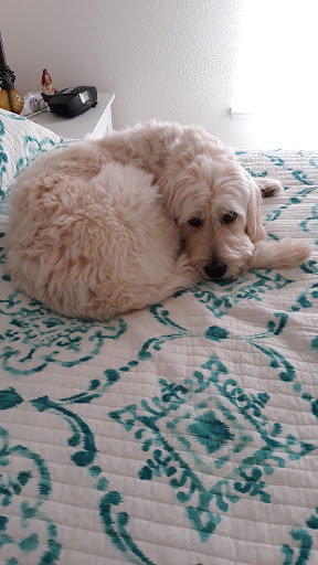 Pet Supply Store «Petco Animal Supplies», reviews and photos, 2687 Countryside Dr, Turlock, CA 95380, USA